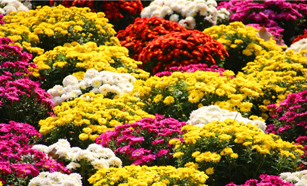 Where Is the 8th Chrysanthemum Festival?