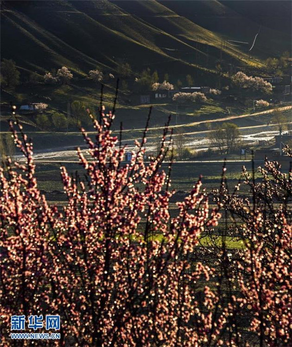 新疆イリ 天山奥地で美しいあんずが咲く