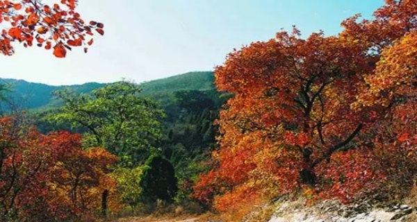 Climbing And Appreciating Red Leaves In Xishan National Forest Park